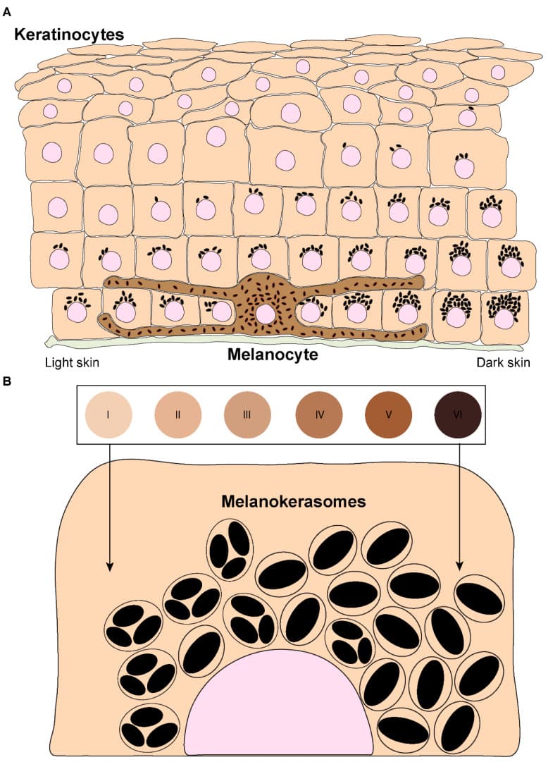 Diagram showing melanocytes at the base of the epidermis transferring melanin up through keratinocytes to the skin surface